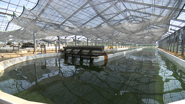 イービス藻類産業研究所