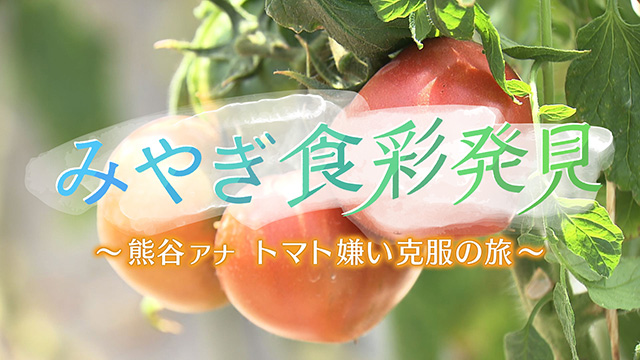 みやぎ食彩発見!~岩出山のトマト