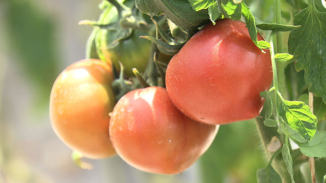 まやまのさとうファーム